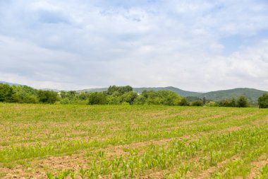 Yeşil mısır tarlasına bakış, tarım kavramı