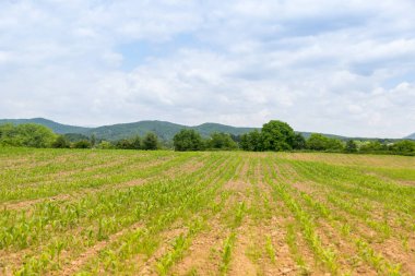 Yeşil mısır tarlasına bakış, tarım kavramı