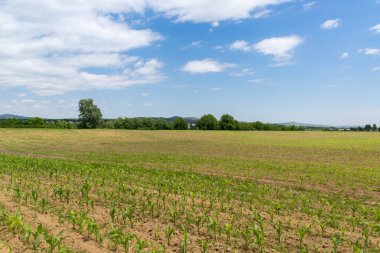 Yeşil mısır tarlasına bakış, tarım kavramı