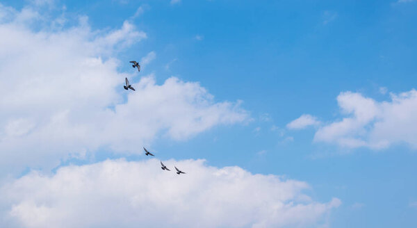 flock of birds flying in the sky