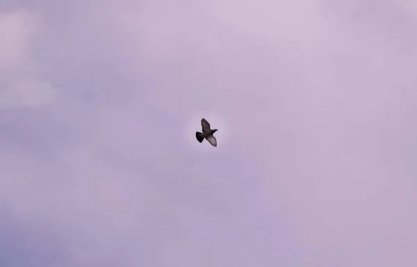 Oiseau Volant Dans Ciel — Photo