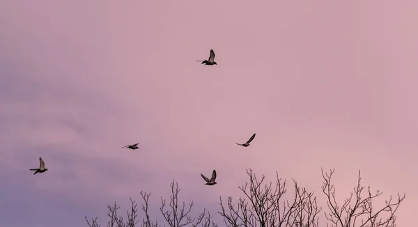 Rebanho Pássaros Voando Céu — Fotografia de Stock