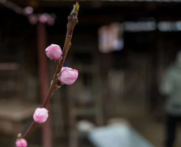 beautiful pink flowers at cold season