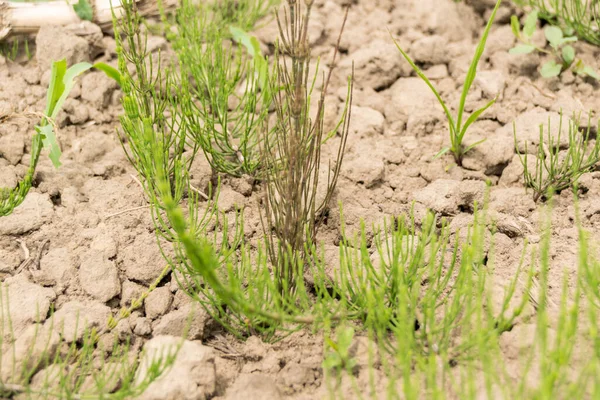 Plantas Verdes Que Crescem Solo — Fotografia de Stock