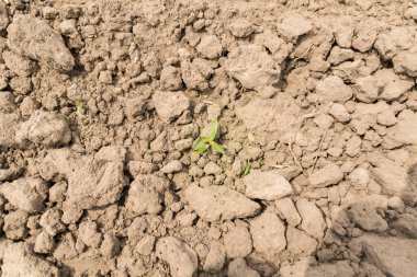 Toprakta yetişen yeşil bitkiler