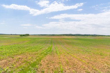 Yeşil mısır tarlasına bakış, tarım kavramı