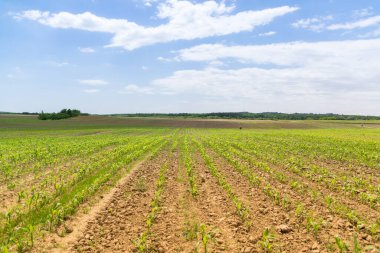 Yeşil mısır tarlasına bakış, tarım kavramı
