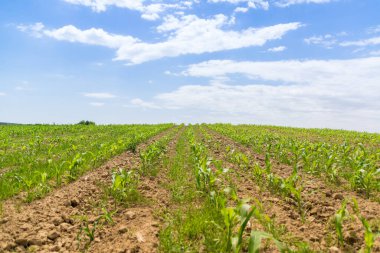 Yeşil mısır tarlasına bakış, tarım kavramı