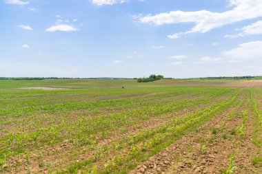 Yeşil mısır tarlasına bakış, tarım kavramı