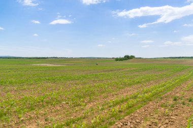 Yeşil mısır tarlasına bakış, tarım kavramı