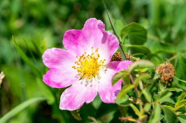 Bahçedeki güzel pembe çiçek