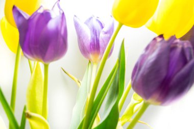 Sarı ve mor lalelerden oluşan buketi kapat..