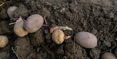 Bahçede patates yetiştirmek, tarım kavramı