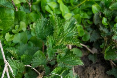 Sivri yapraklı yeşil ısırgan otu. İğneli kıllarla kaplı.