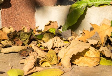 Sonbahar yaprakları, sonbahar bitkileri