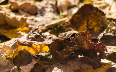 Sonbahar yaprakları, sonbahar bitkileri