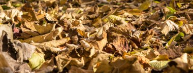 Sonbahar yaprakları, sonbahar bitkileri