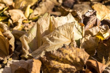 Sonbahar yaprakları, sonbahar bitkileri