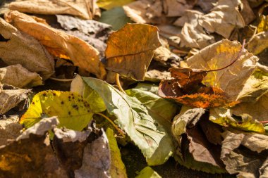 Sonbahar yaprakları, sonbahar bitkileri