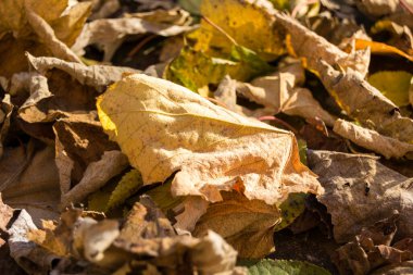 Sonbahar yaprakları, sonbahar bitkileri