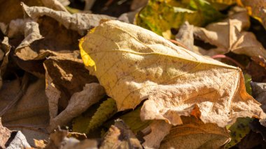 Sonbahar yaprakları, sonbahar bitkileri