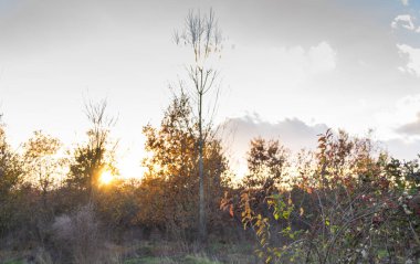 Çayırın arka planında güzel bir günbatımı