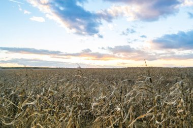 Kuru mısır tarlasında gün batımı