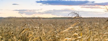 Kuru mısır tarlasında gün batımı