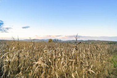 Kuru mısır tarlasında gün batımı