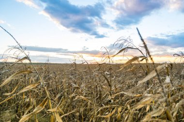 Kuru mısır tarlasında gün batımı