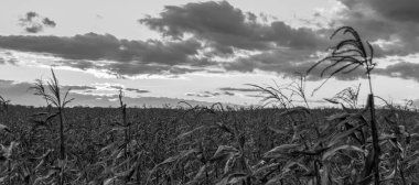 Kuru mısır tarlasında gün batımı