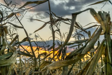 Kuru mısır tarlasında gün batımı