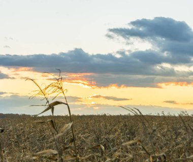 Kuru mısır tarlasında gün batımı