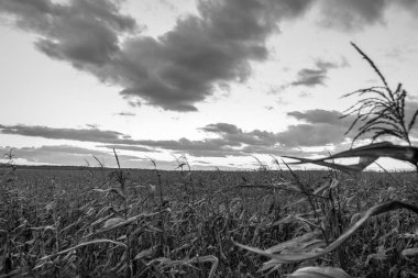 Kuru mısır tarlasında gün batımı