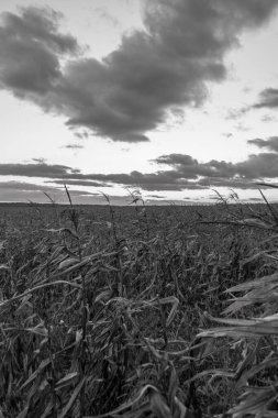 Kuru mısır tarlasında gün batımı