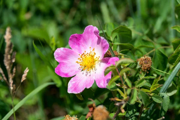 Hermosa Flor Rosa Jardín — Foto de Stock