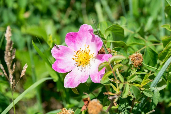 Hermosa Flor Rosa Jardín — Foto de Stock