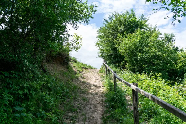 Path Green Trees Park — Stock Fotó