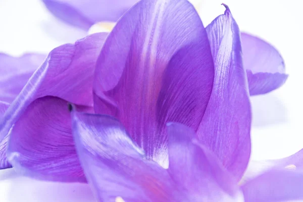 Beyaz Arka Planda Izole Edilmiş Lale Çiçeklerinin Güzel Mor Yaprakları — Stok fotoğraf