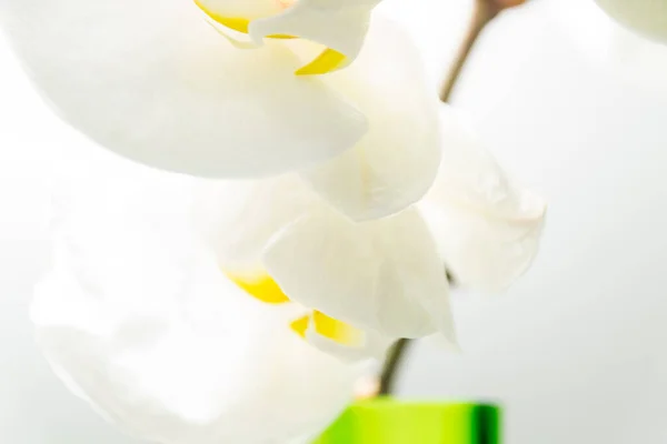 Schöne Weiße Orchideenblüten Nahsicht — Stockfoto