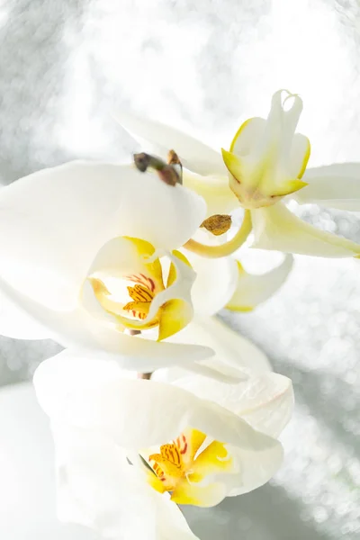 Güzel Beyaz Orkide Çiçekleri Yakın Görüş — Stok fotoğraf