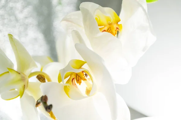 Hermosas Flores Blancas Orquídea Vista Cercana —  Fotos de Stock