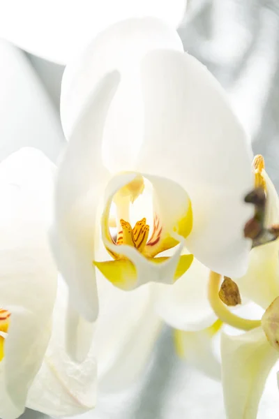 Hermosas Flores Blancas Orquídea Vista Cercana —  Fotos de Stock