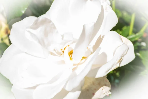 Bahçede büyüyen beyaz gül