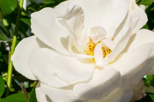 Witte Roos Groeit Tuin — Stockfoto