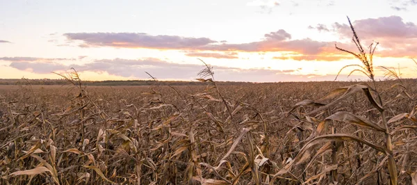 Pôr Sol Sobre Campo Milho Seco — Fotografia de Stock