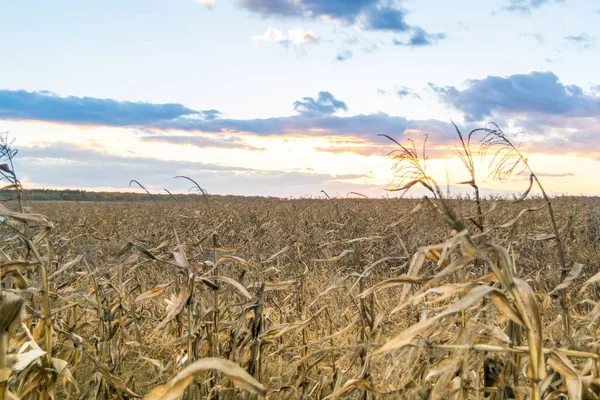 Kuru mısır tarlasında gün batımı