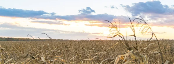 Pôr Sol Sobre Campo Milho Seco — Fotografia de Stock