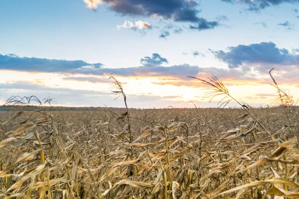 Pôr Sol Sobre Campo Milho Seco — Fotografia de Stock