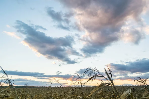 Pôr Sol Sobre Campo Milho Seco — Fotografia de Stock